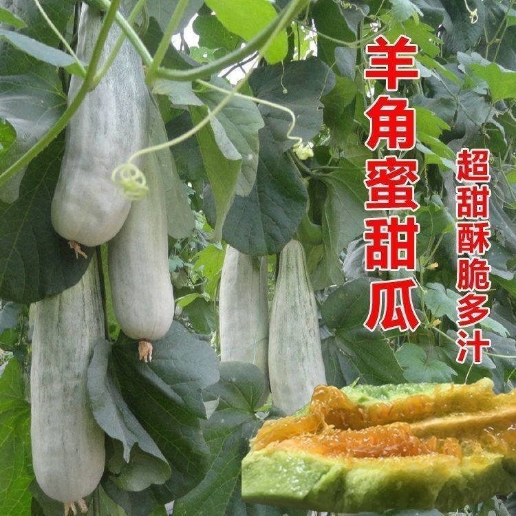 甜羊角蜜种子甜瓜种籽羊角酥羊角脆香瓜种子四季瓜果蔬菜种子