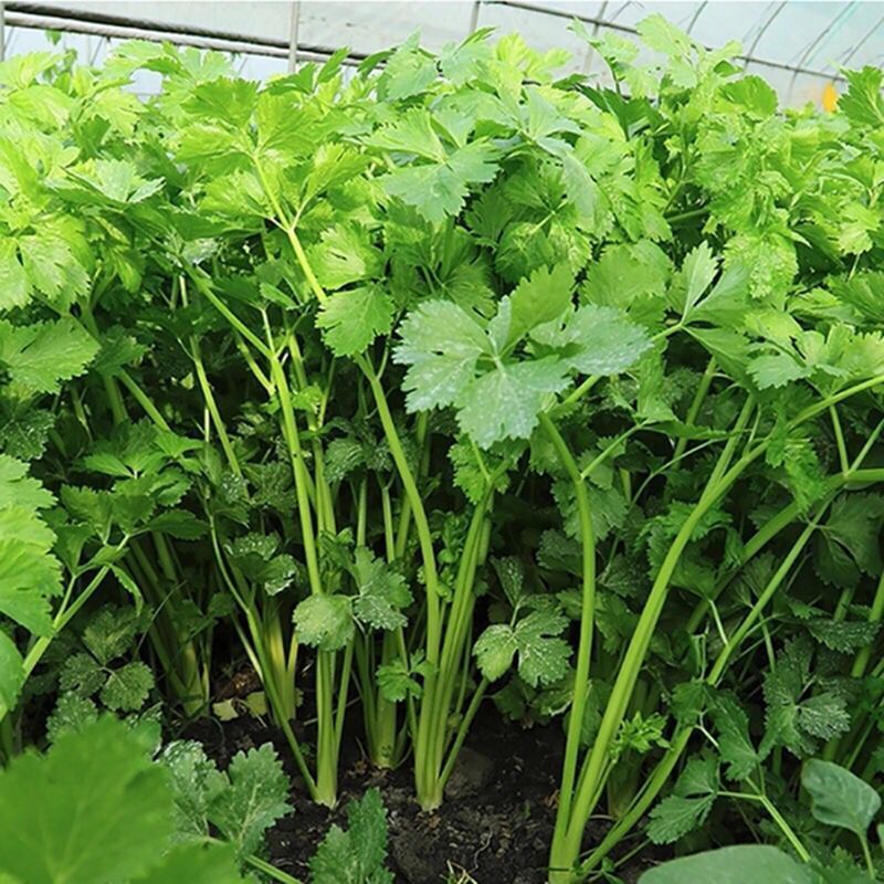 大叶香菜种子浓香高产抗病阳台盆栽种四季蔬菜种孑绿色香菜种籽