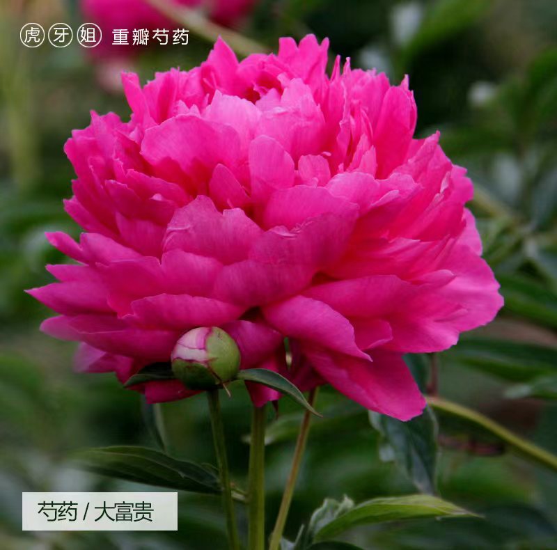 【大富贵】6加仑盆栽重瓣芍药大苗原盆原土庭院阳台地栽耐寒紫色