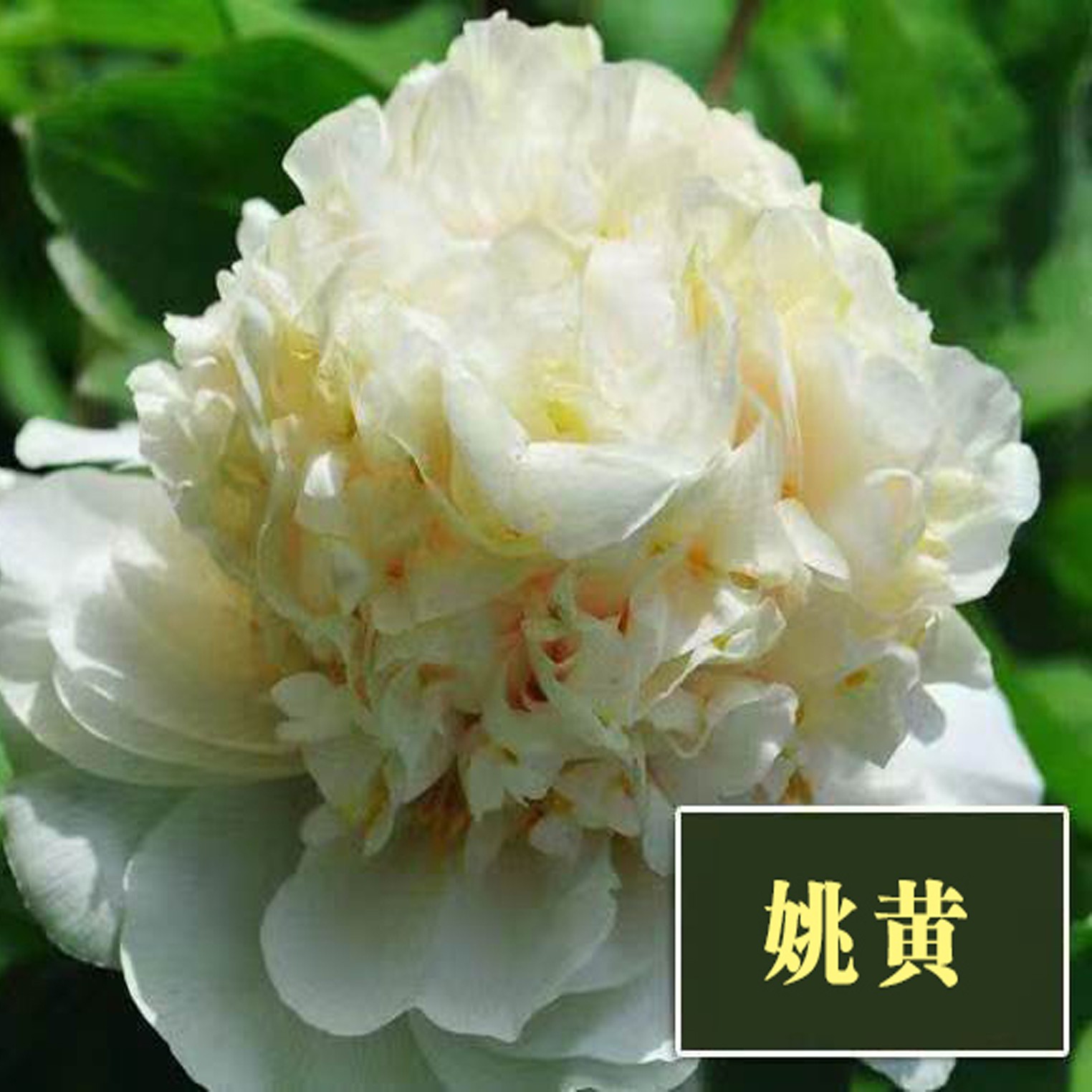 【姚黄】裸根牡丹包对版-庭院阳台花卉淡黄色重瓣大花