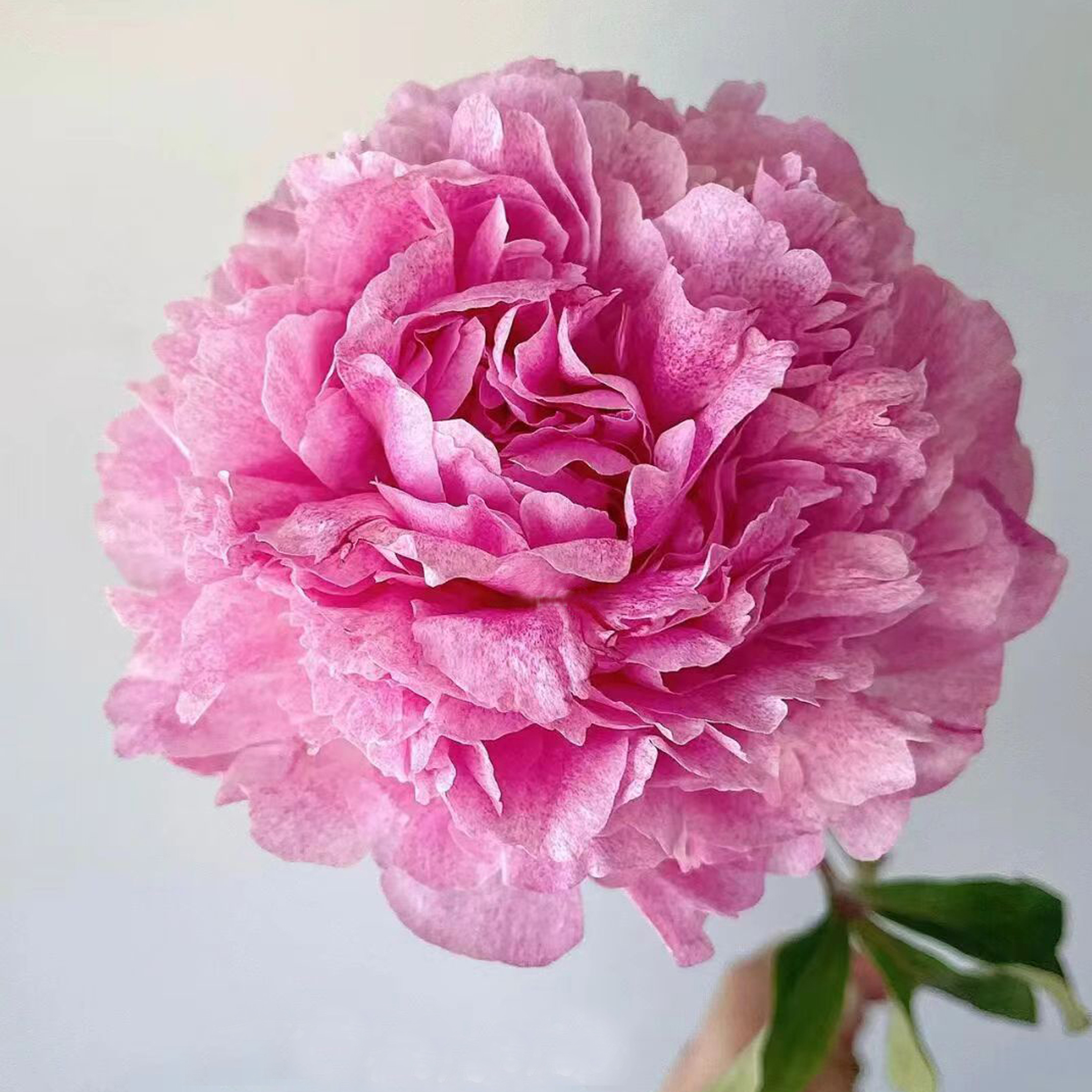 【小鹿】6加仑盆栽品种重瓣芍药（粉红色系）原盆原土庭院阳台