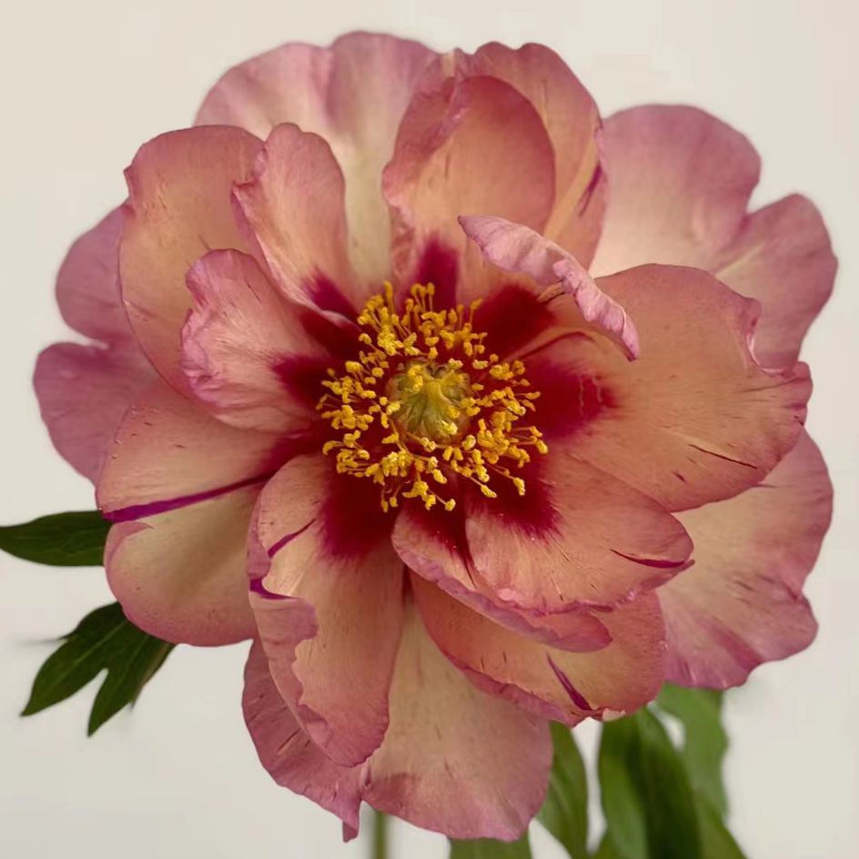 【伊藤铜壶】3加仑盆栽重瓣芍药原盆原土庭院阳台地栽