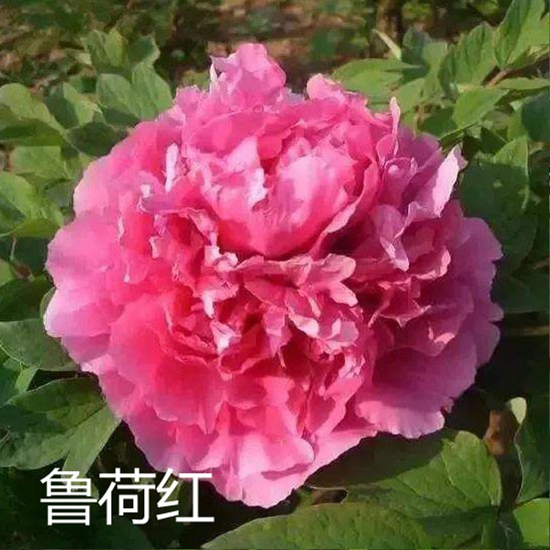 【鲁荷红】6加仑大盆— 6年苗以上（紫红色）国内品种盆栽牡丹