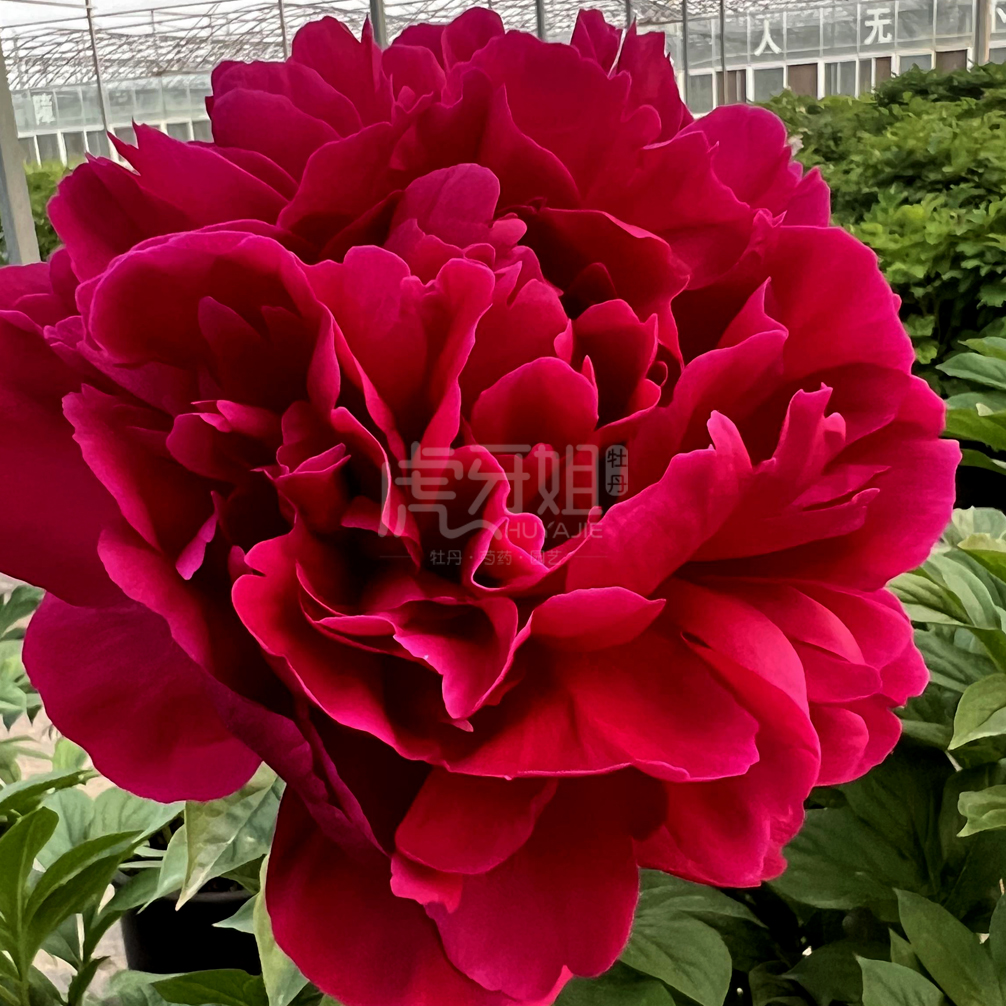 【黑海波涛】6加仑盆栽重瓣芍药大苗原盆原土庭院阳台地栽