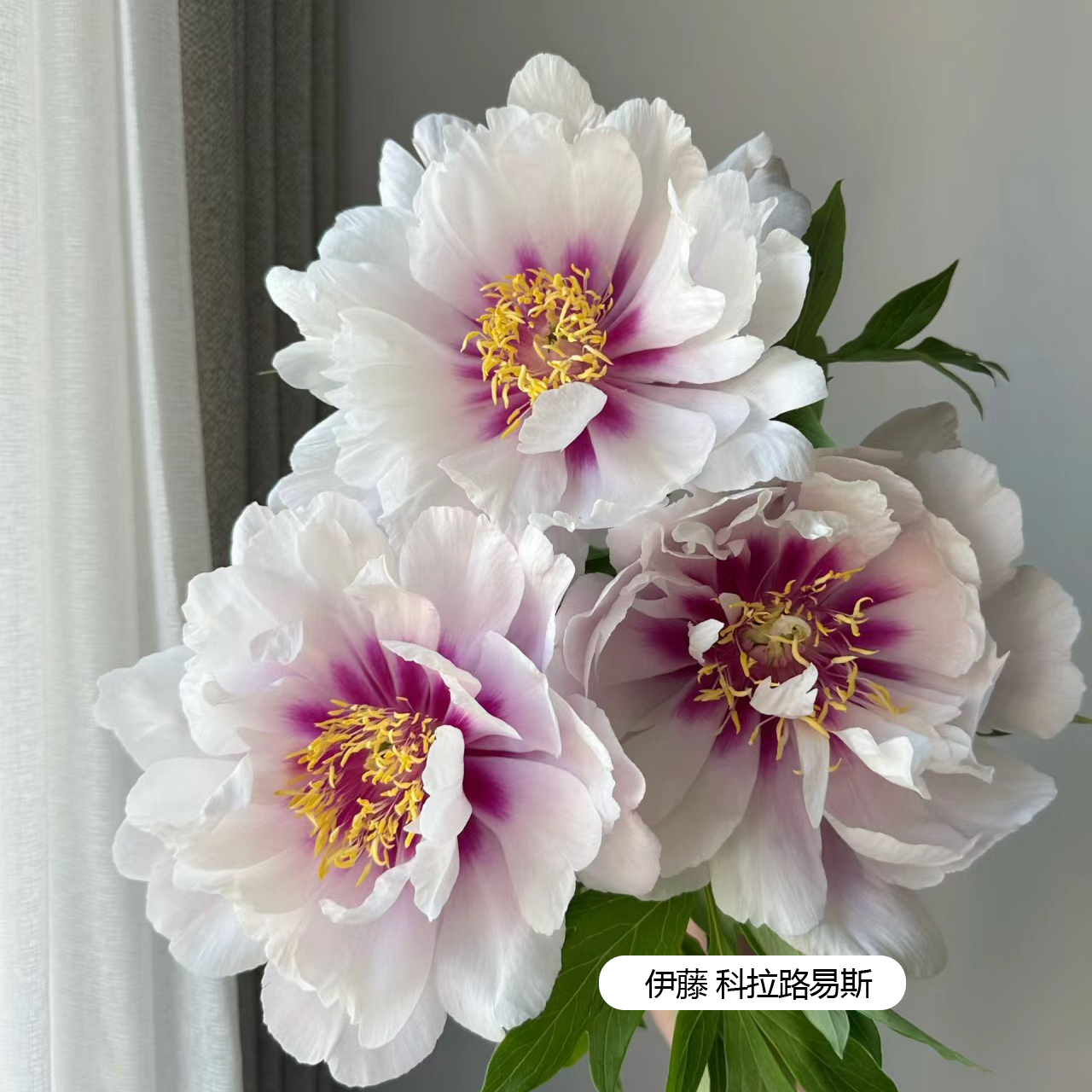 【伊藤科拉路易斯】裸根芍药包对版-庭院阳台花卉重瓣大花