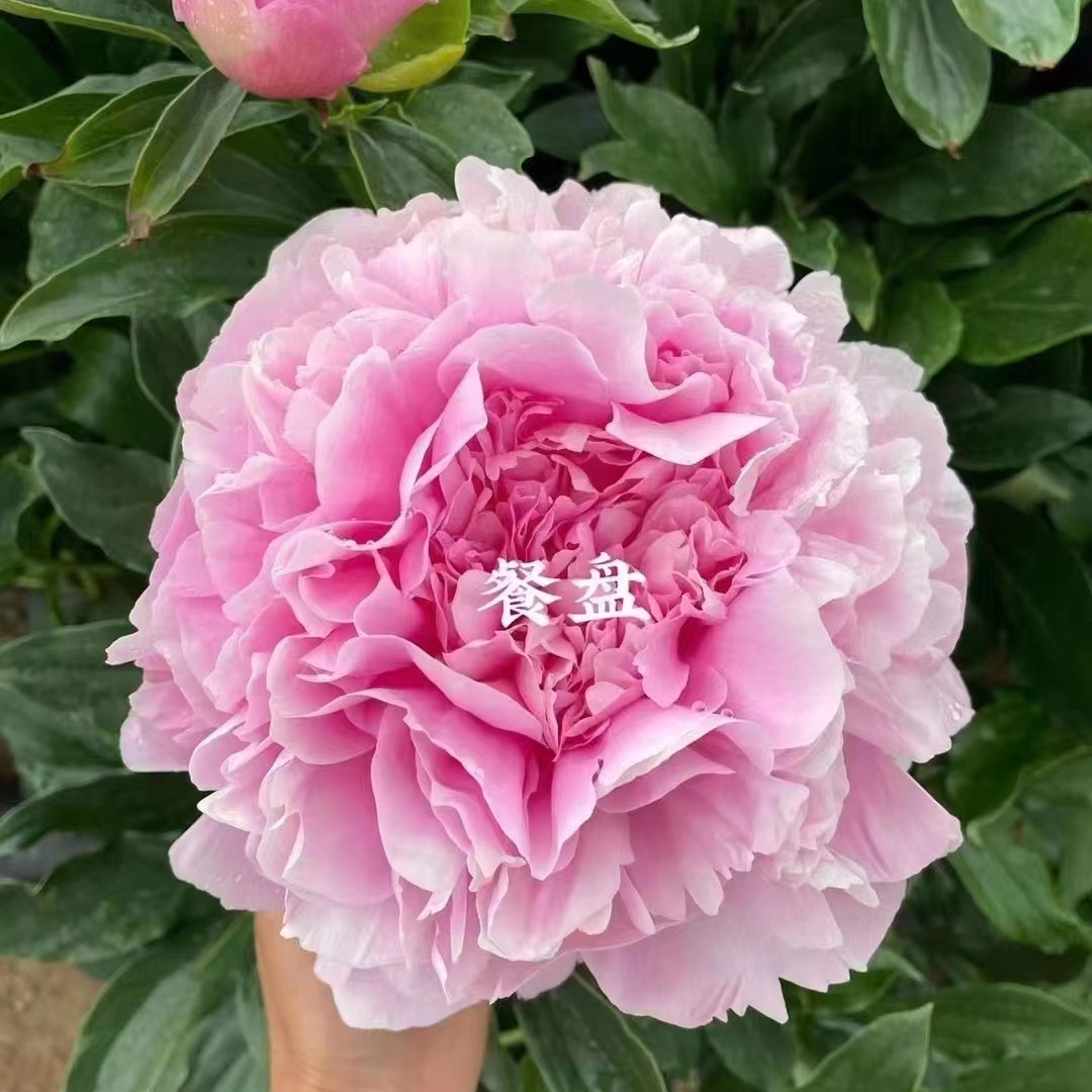 【餐盘】裸根芍药包对版-庭院阳台花卉重瓣大花粉色