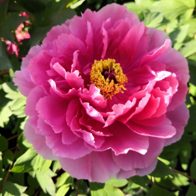 【新七福神】裸根牡丹包对版-庭院阳台花卉重瓣大花粉色