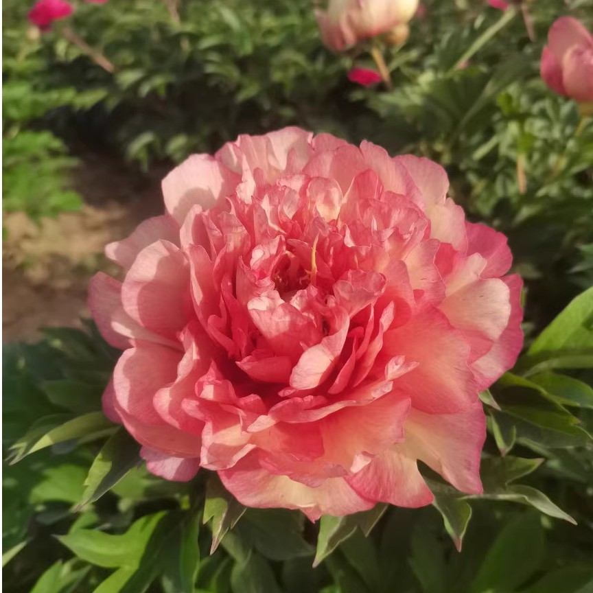 【伊藤希拉里】裸根芍药包对版-庭院阳台花卉重瓣大花复古色