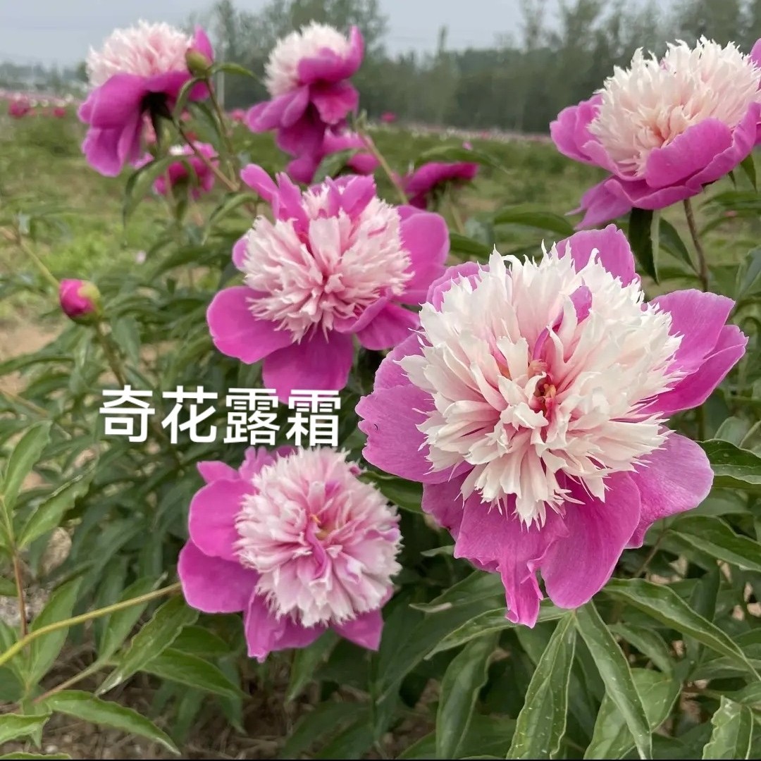 【奇花露霜】3加仑盆栽重瓣芍药原盆原土庭院阳台地栽