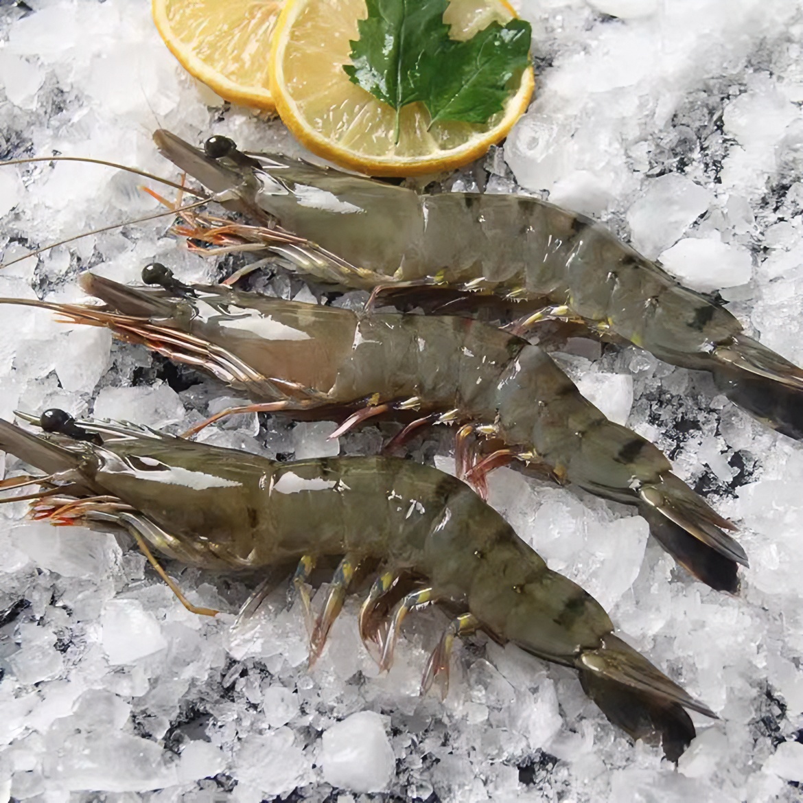 【鲍总管】活冻黑虎虾3040福建东山岛金刚虾速冻大虾海虾