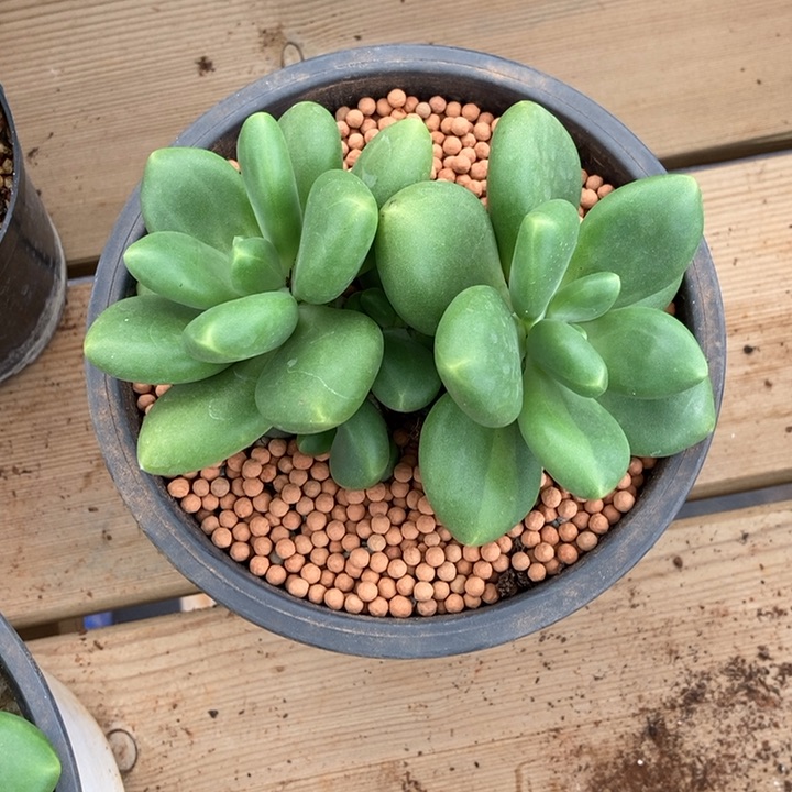 u****8正版芒果奶多肉植物