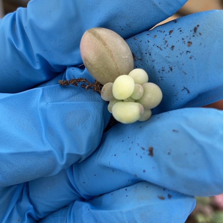 晓*奶酪系列多肉植物