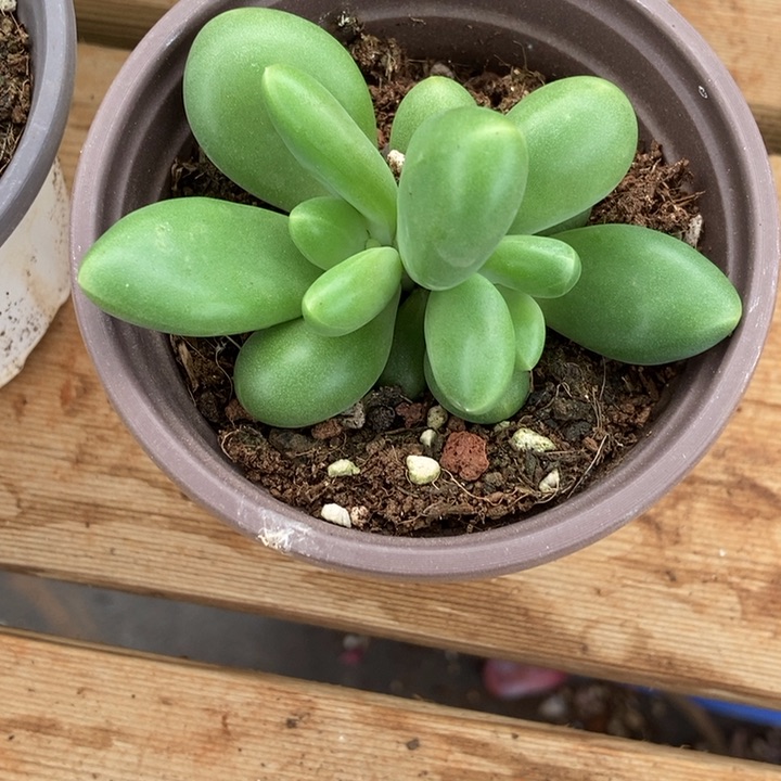 正版芒果奶多肉植物