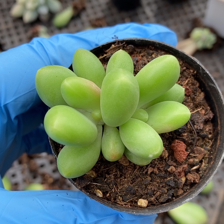 正版芒果奶多肉植物