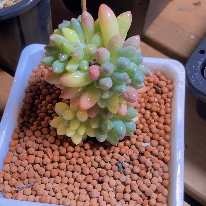 小*ༀ婴儿手指多肉植物