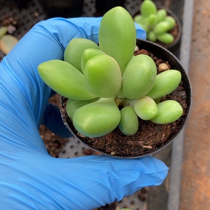 正版芒果奶多肉植物