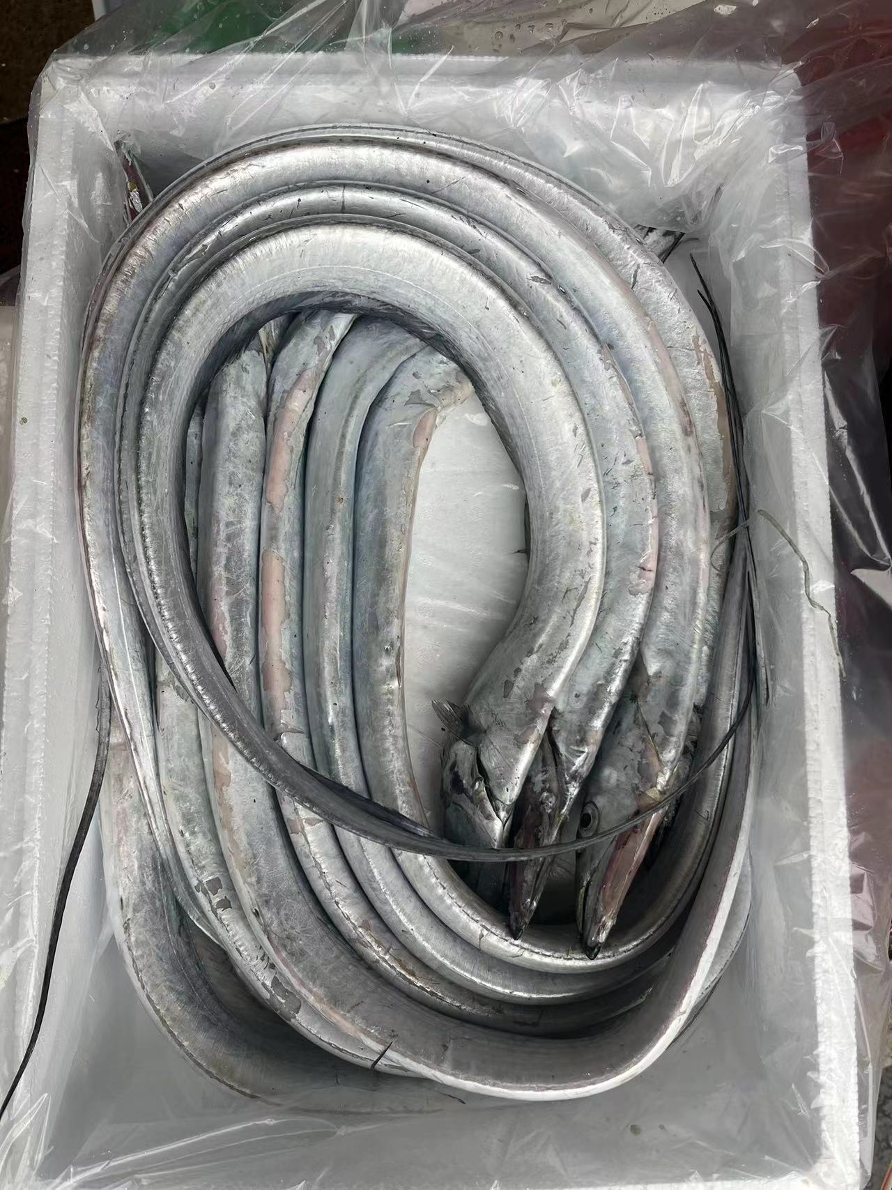 吕四老鹰带（小眼睛油带）吕四渔港发货