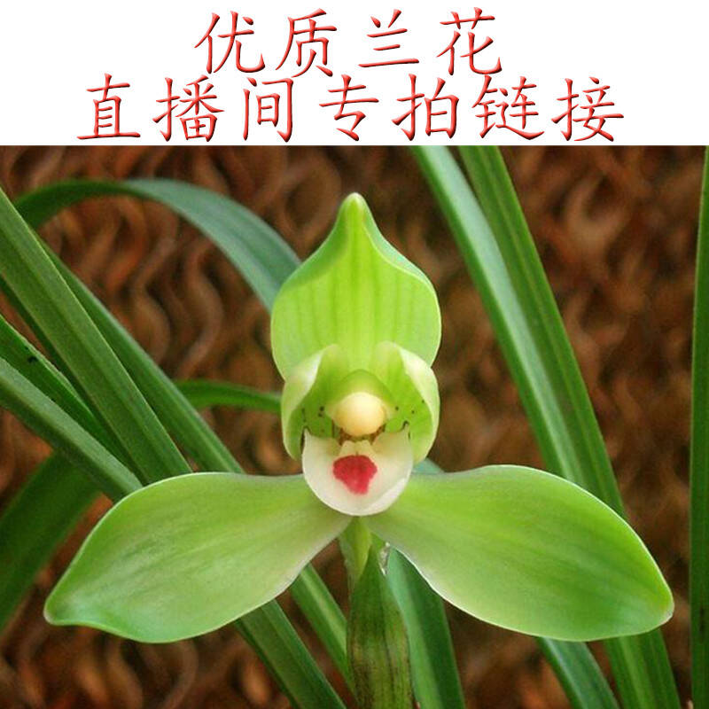 兰花直播链接春兰建兰墨兰蕙兰莲瓣兰春剑一物一拍请勿乱拍