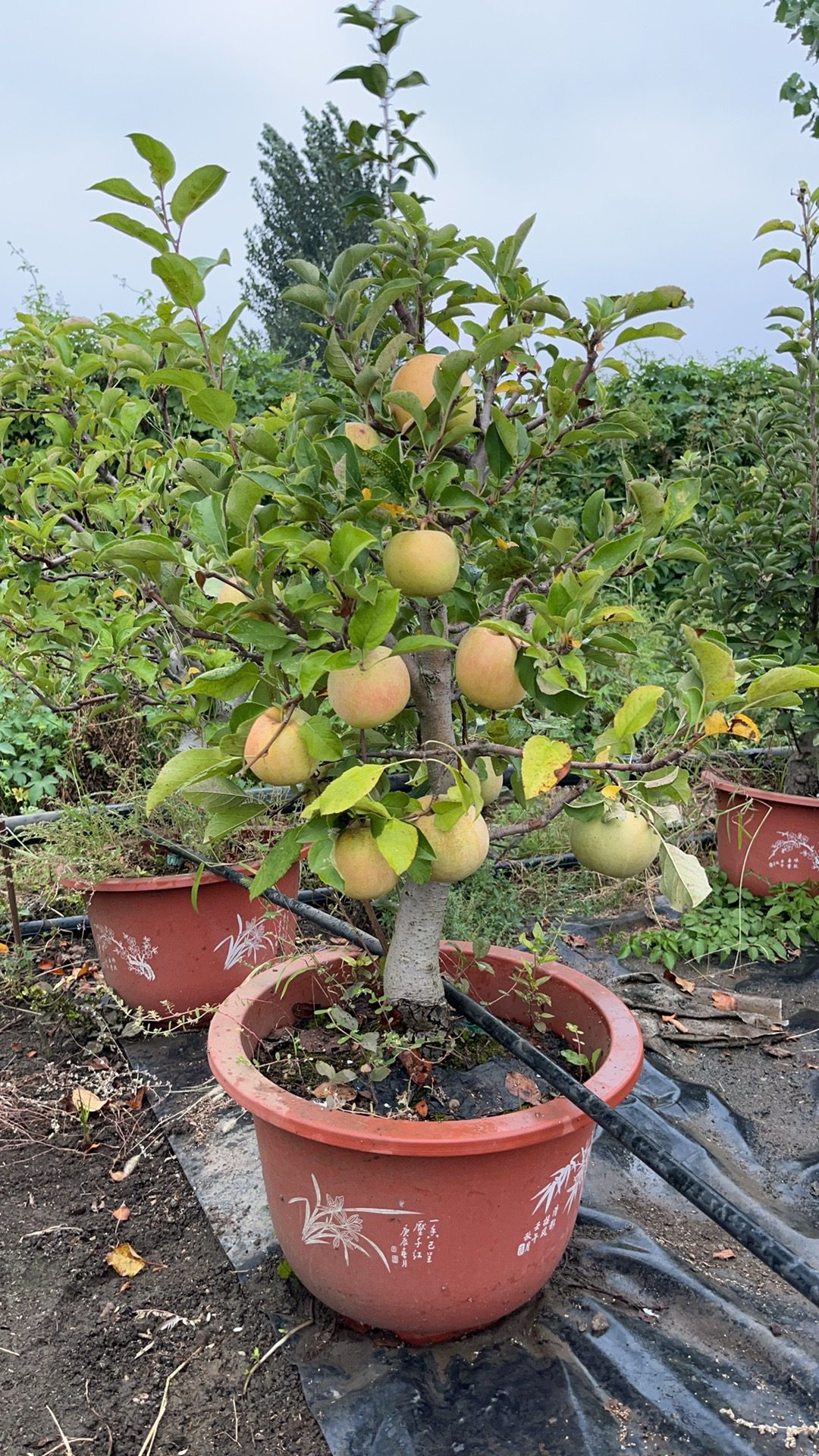 花园植物瑞雪盆栽果树可盆栽可地栽南北方均可