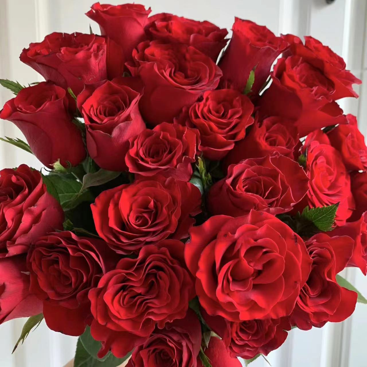 20枝高原红单头玫瑰 两单京东或顺丰 新鲜需要修剪处理生活美观