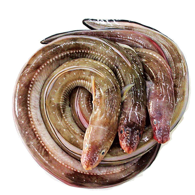 小齐推荐野生小鳗鱼2000克顺丰包邮