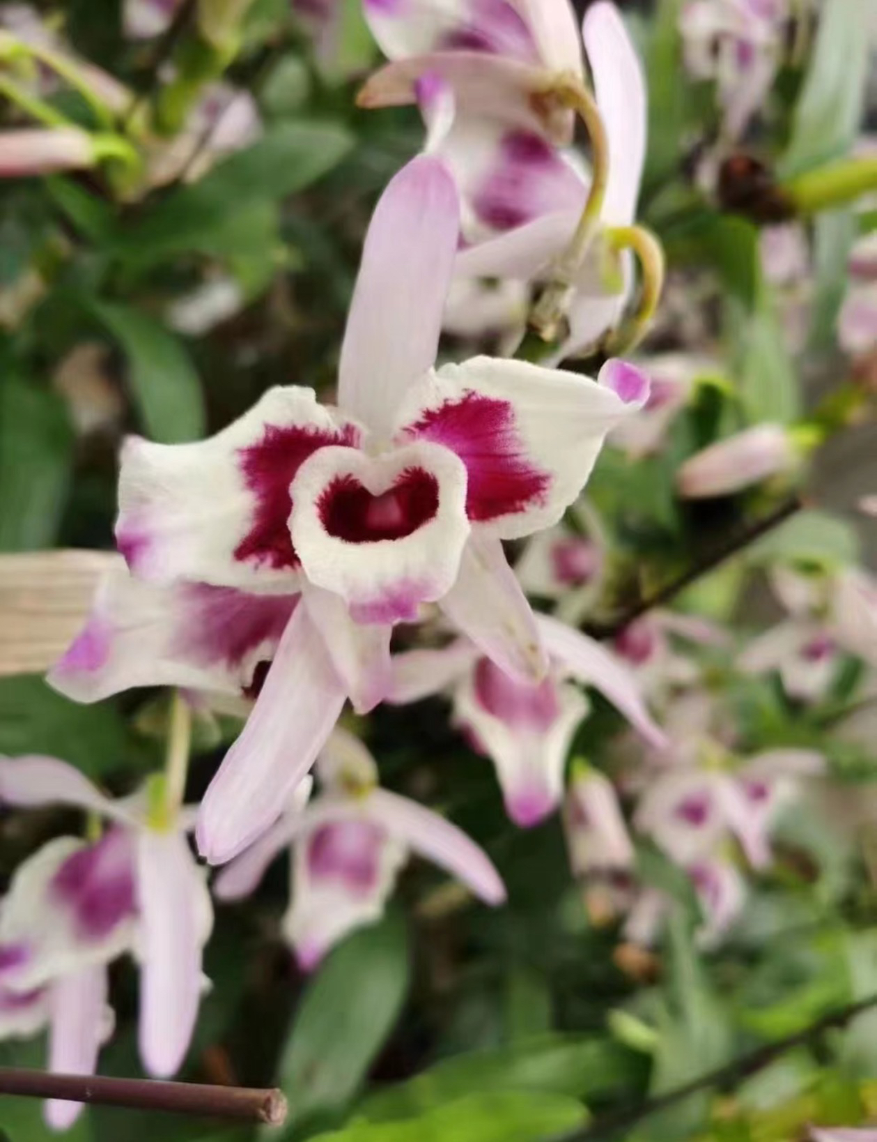 熊猫金钗石斛春石斛熊猫金钗石斛兰