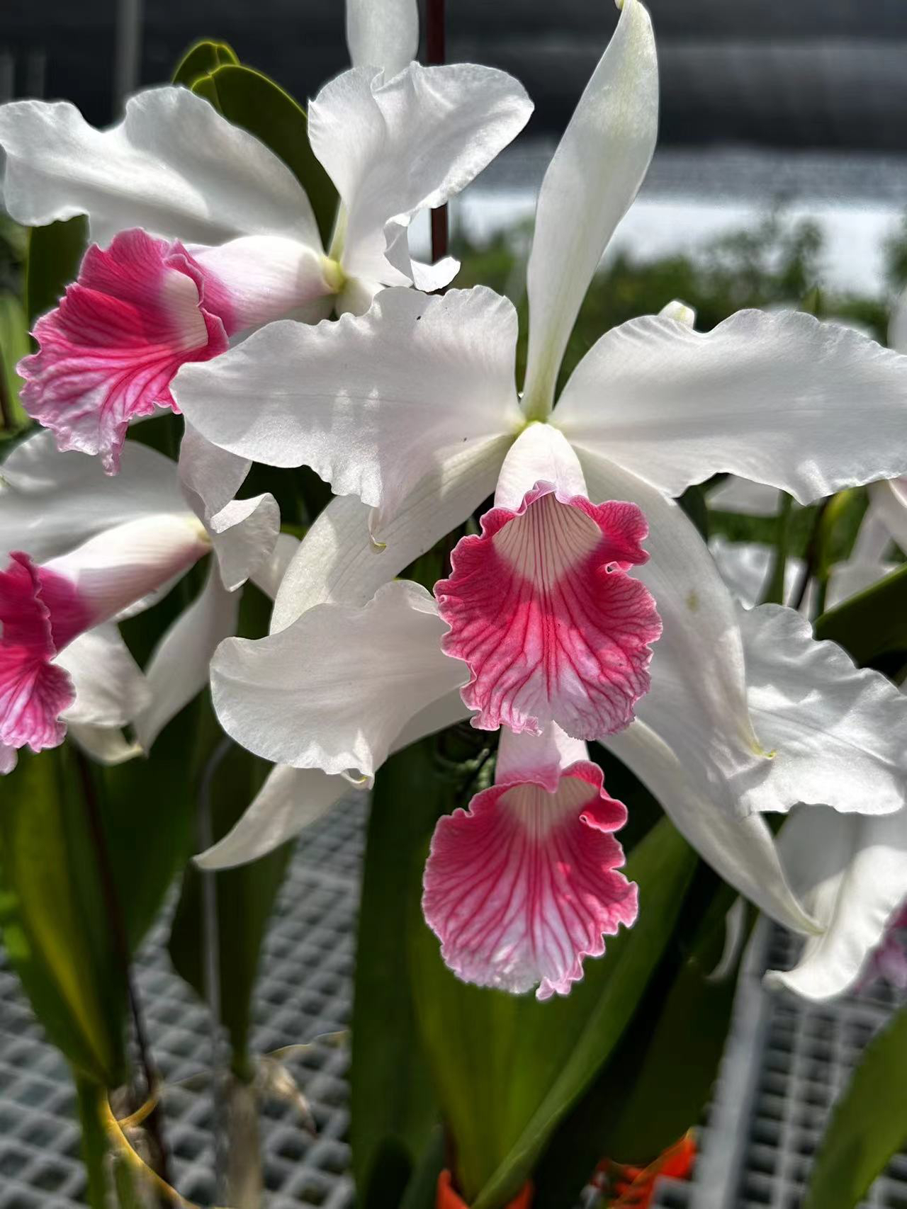 三文鱼婆婆原种卡特兰L. purpurata var. carnea普普拉塔卡特兰