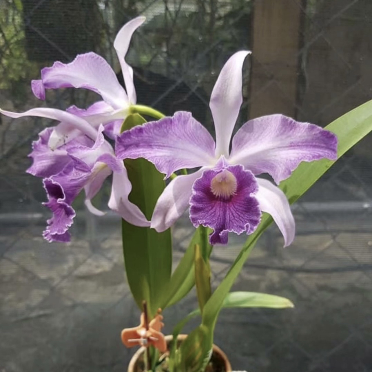 蔚蓝天空  经典大花卡特兰 C. Canhamiana 'Azure Skies' AM/AOS