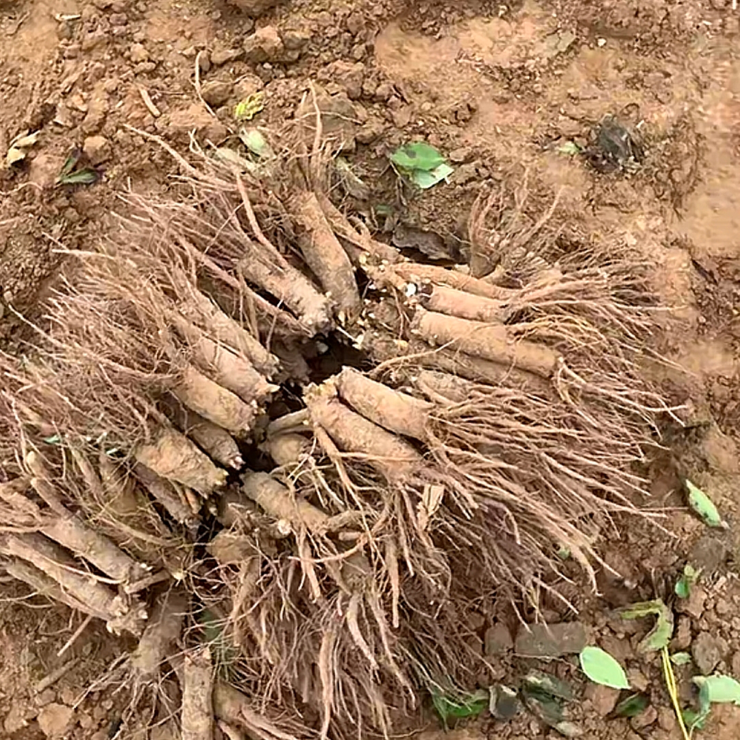 【牡丹嫁接专用萝卜头】菏泽牡丹芍药嫁接苗砧木基地直发药用芍药