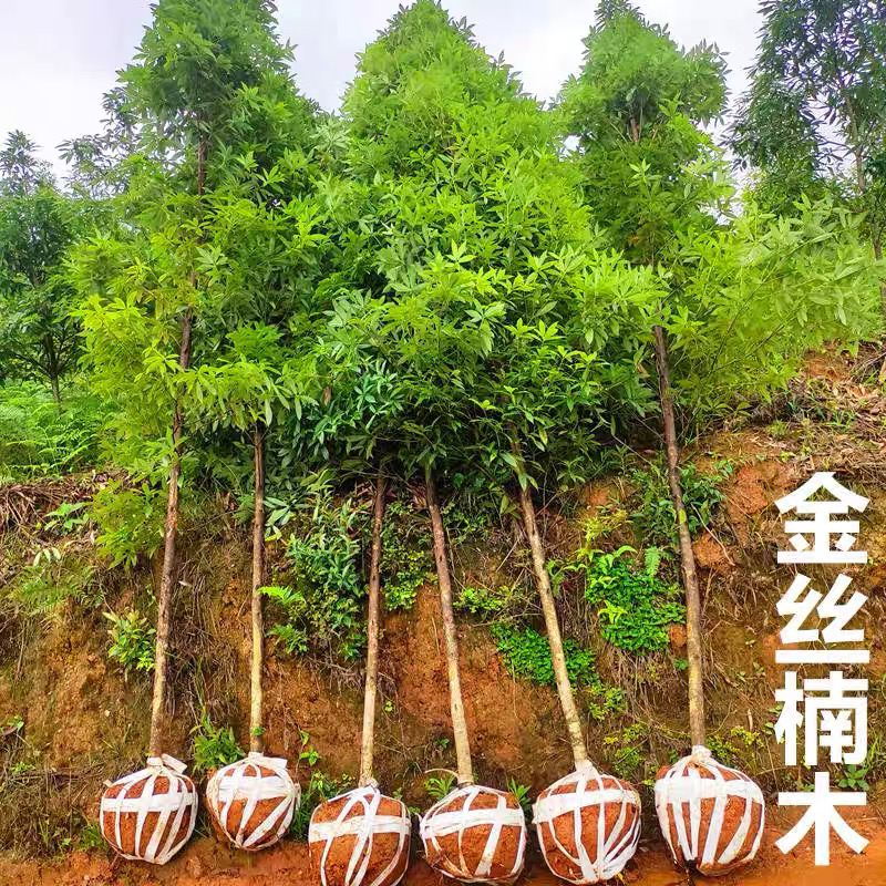 正宗金丝楠木树苗基地直发
