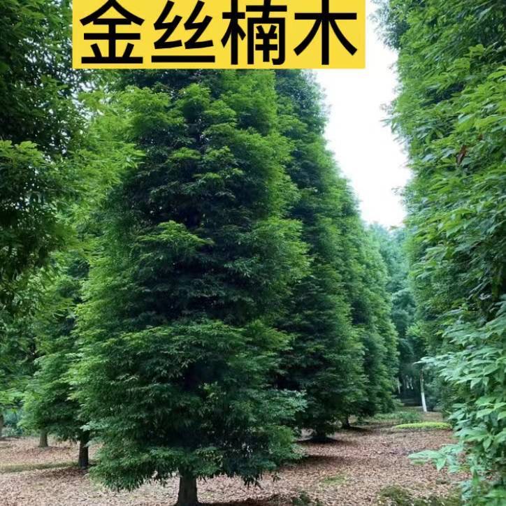 正宗金丝楠木基地直发