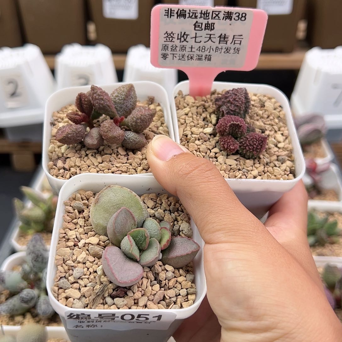 051荔枝皮朱紫玉粉雪蛋