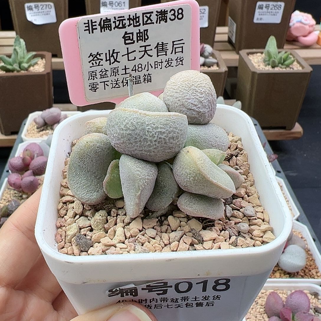 018黛安娜多肉植物