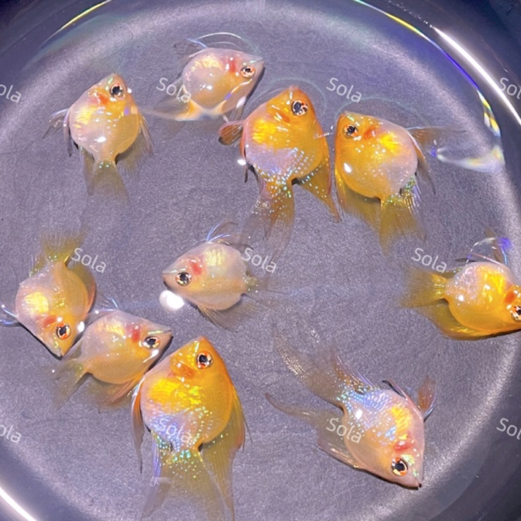 桃心金波子阿凡达凤凰鱼皮卡丘宝篮球热带观赏鱼活体小型鱼淡水鱼