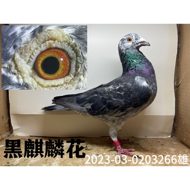 直播间鸽子专用繁殖箱链接专属