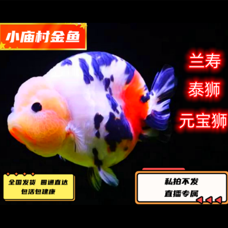 玛丽泰狮/短尾狮包邮开箱包活无开箱视频不售后