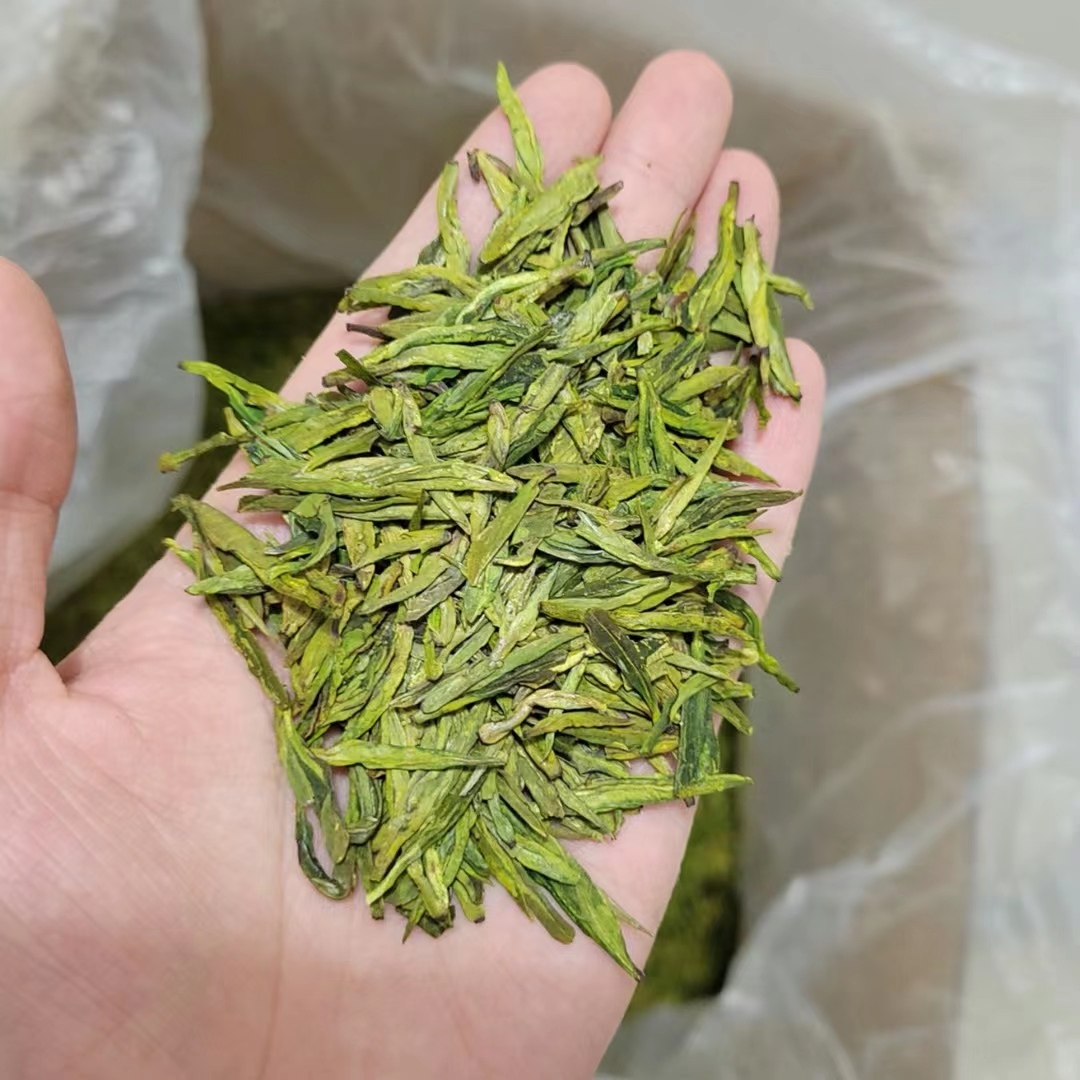 群体种高山龙井2-19