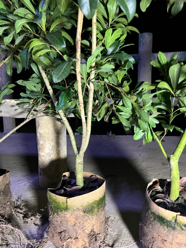 仙居东魁杨梅一物一拍