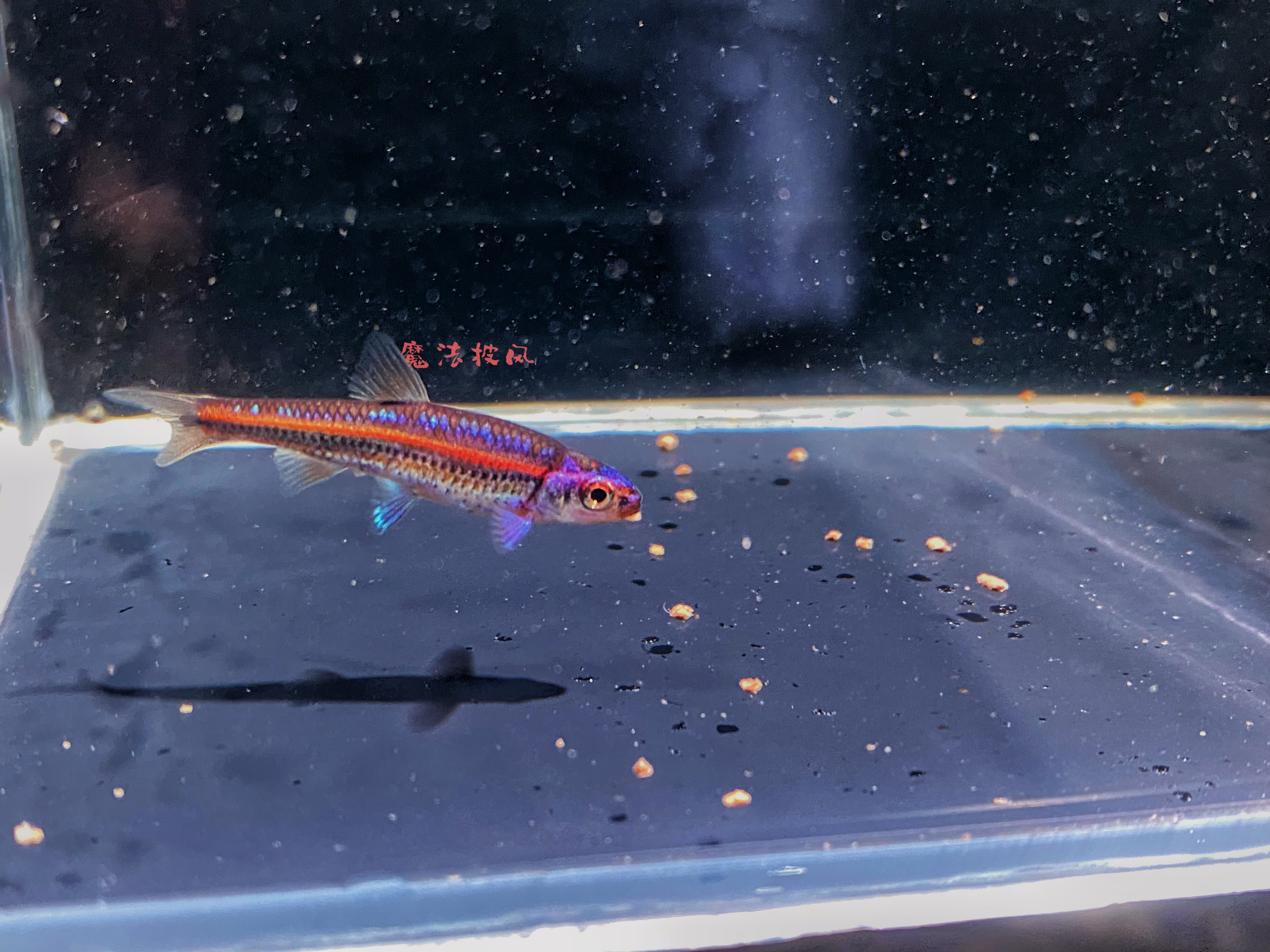 紫光精灵广温鱼淡水观赏鱼小型耐寒原生鱼（顺丰不包邮）