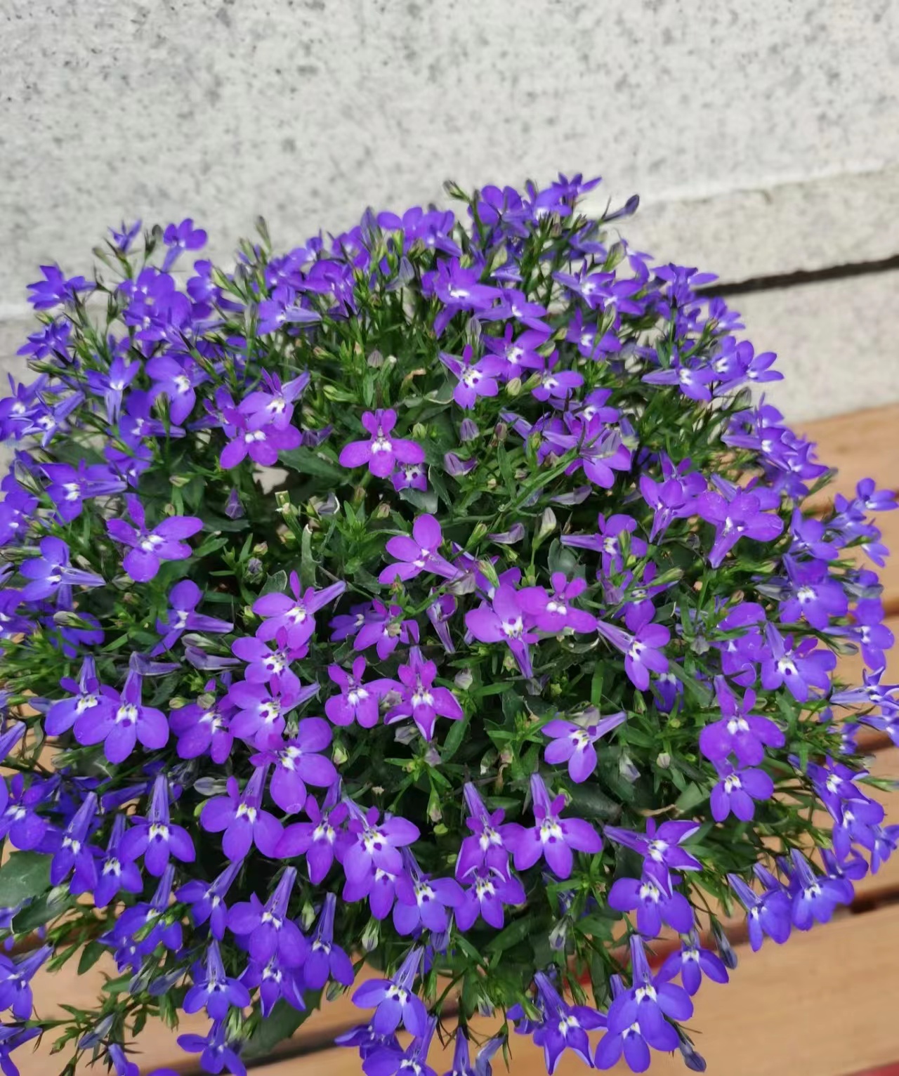 六倍利紧凑型半边莲盆栽型品种阳台花园楼顶花镜植物