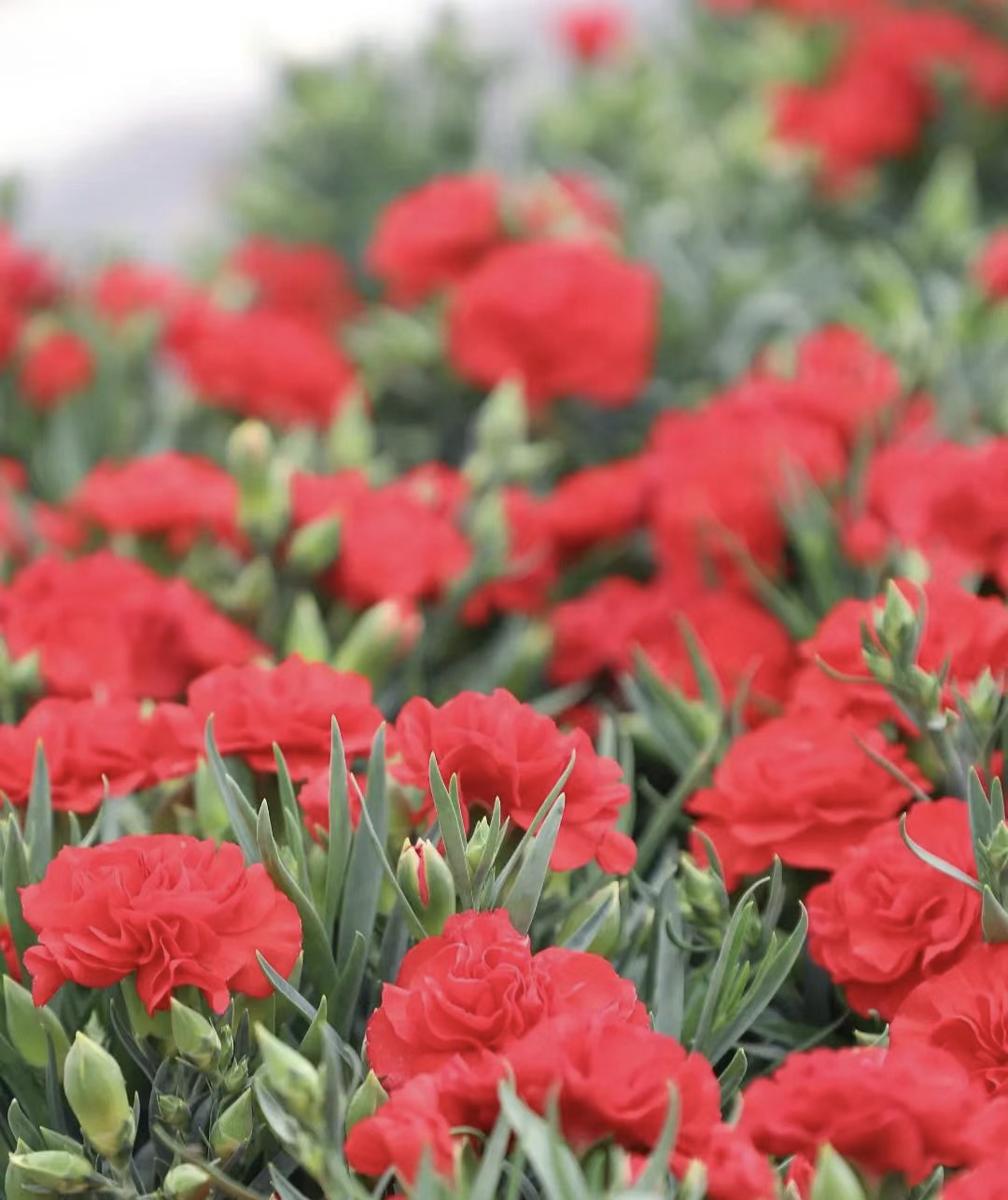 康乃馨盆栽带花苞花苗客厅阳台四季开花绿植花卉盆栽室内植物
