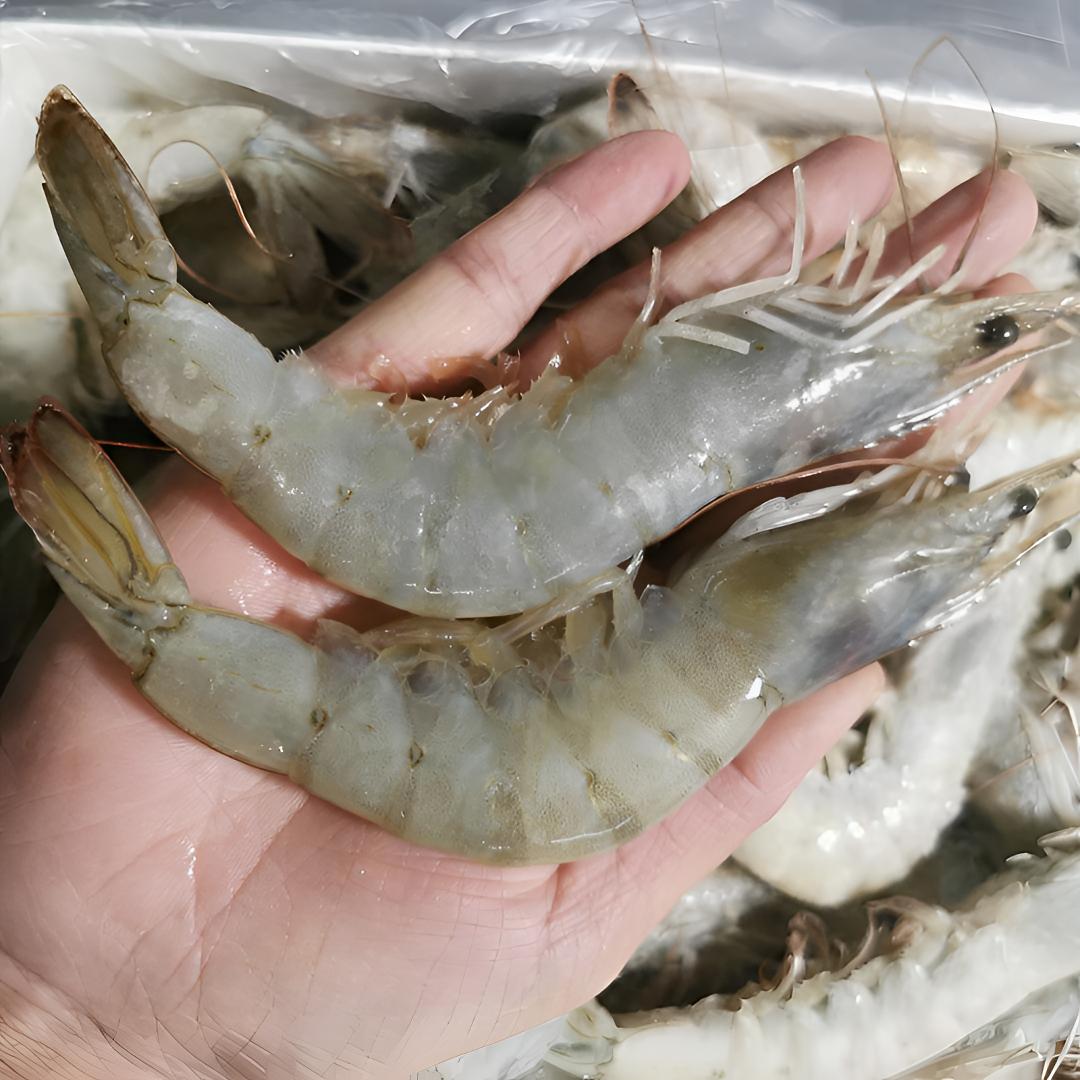 海虾天然海水养殖3斤食用食用盐冻3斤省内顺丰包邮