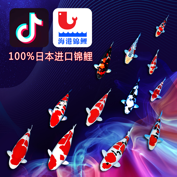 30  12月23抖音定价直播 锦鲤