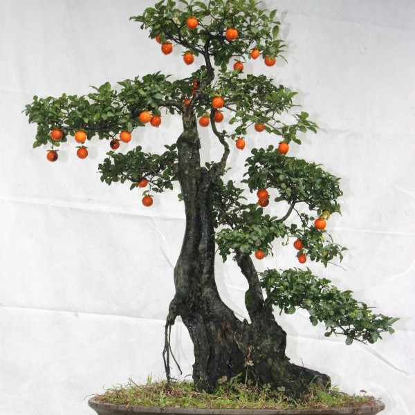 重庆四川小山灌木金弹子盆景老桩素材黑塔子瓶兰花