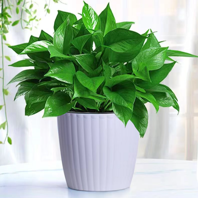 【仿瓷竖纹盆】精品水培大绿萝盆栽室内花卉植物除甲醛大型客厅