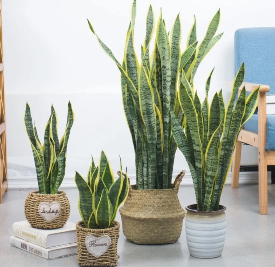 【保温发货】金边虎皮兰大客厅养不死的绿植北欧风落地摆放室内
