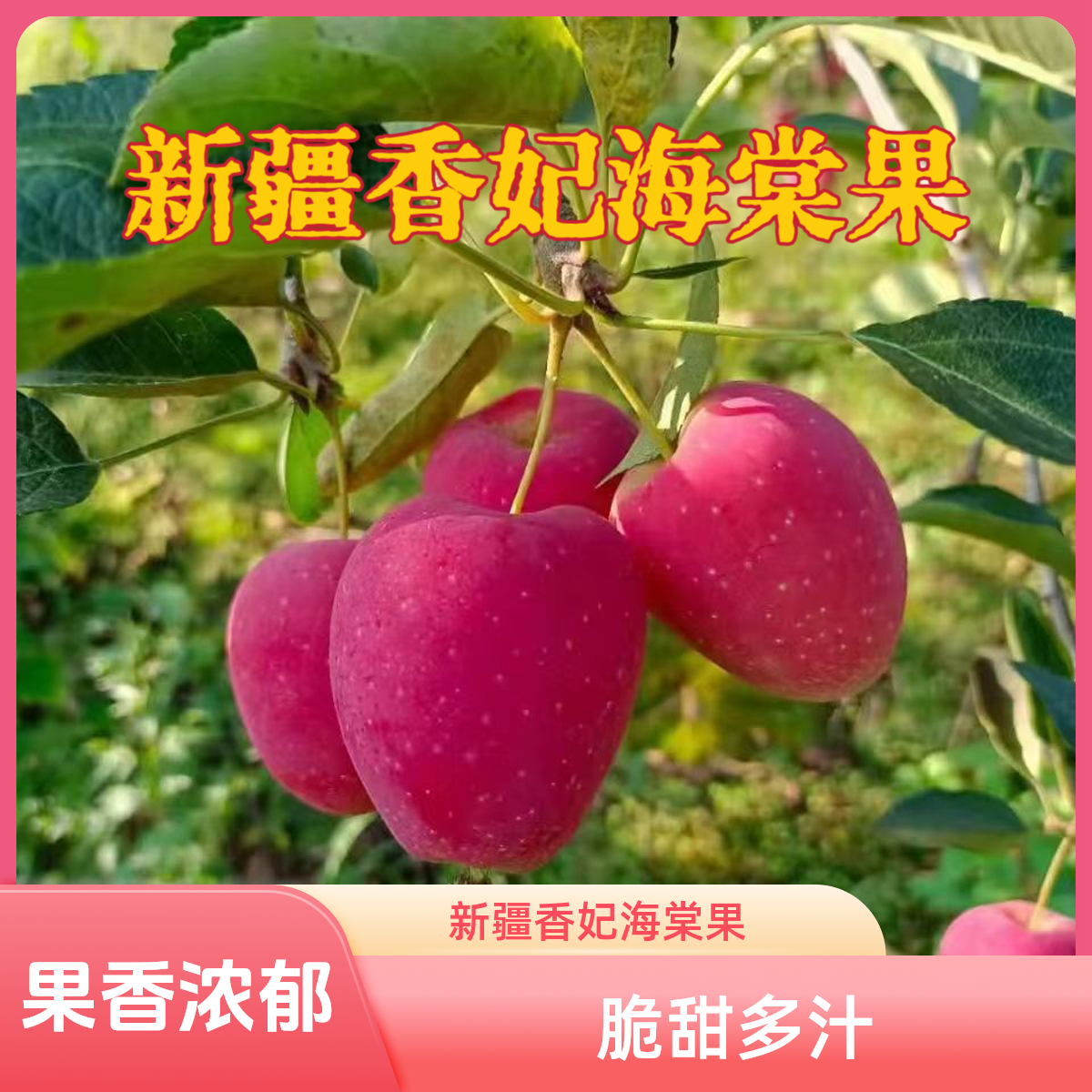 [新疆直发]新疆鸡心果香妃海棠果好吃脆甜多汁新鲜新疆直发