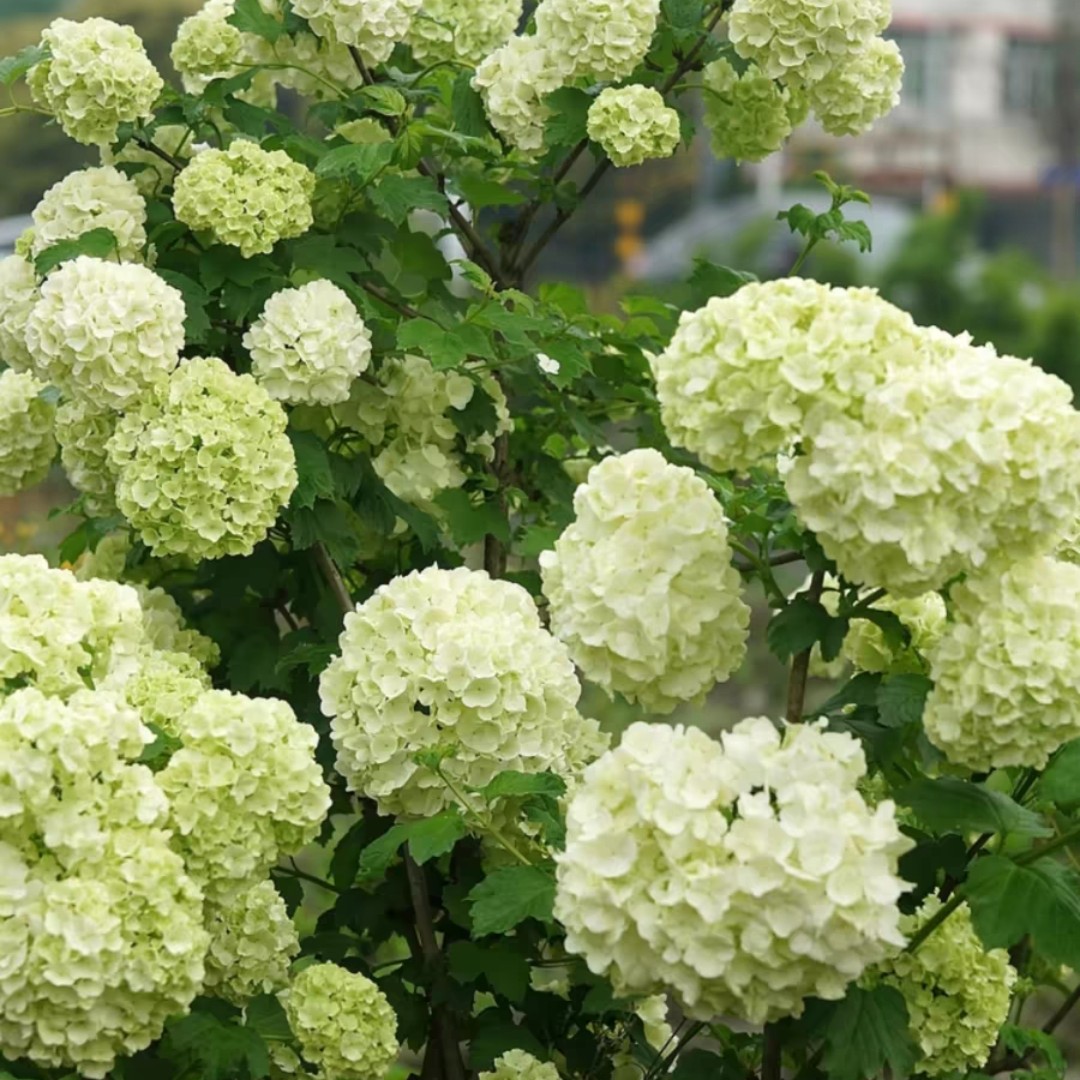 木绣球斗球 欧洲木绣球 