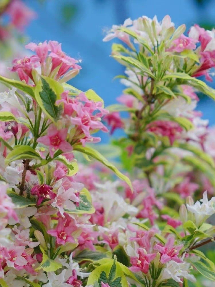花叶锦带 观花观叶 耐寒耐热