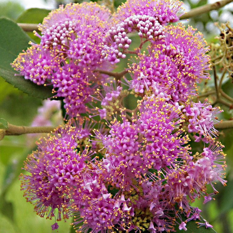 紫竺  耐寒耐热观花观叶植物